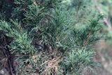 Juniperus sargentii