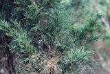 Juniperus sargentii. Ветви. Владивосток, Ботанический сад-институт ДВО РАН, в культуре. 11.10.2019.