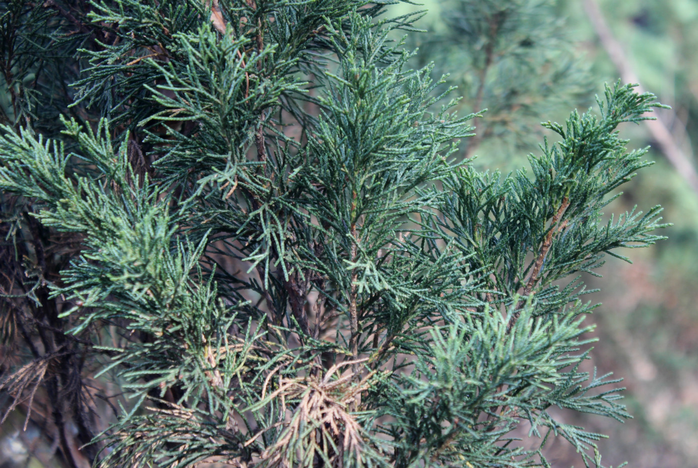 Image of Juniperus sargentii specimen.