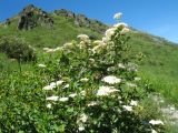 Spiraea trilobata. Цветущее растение. Казахстан, Западный Алтай, правая сторона р. Бухтарма ниже слияния с р. Берель, каменисто-мелкозёмный степной склон юго-вост. экспозиции. 27 июня 2019 г.