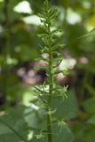 Platanthera sachalinensis