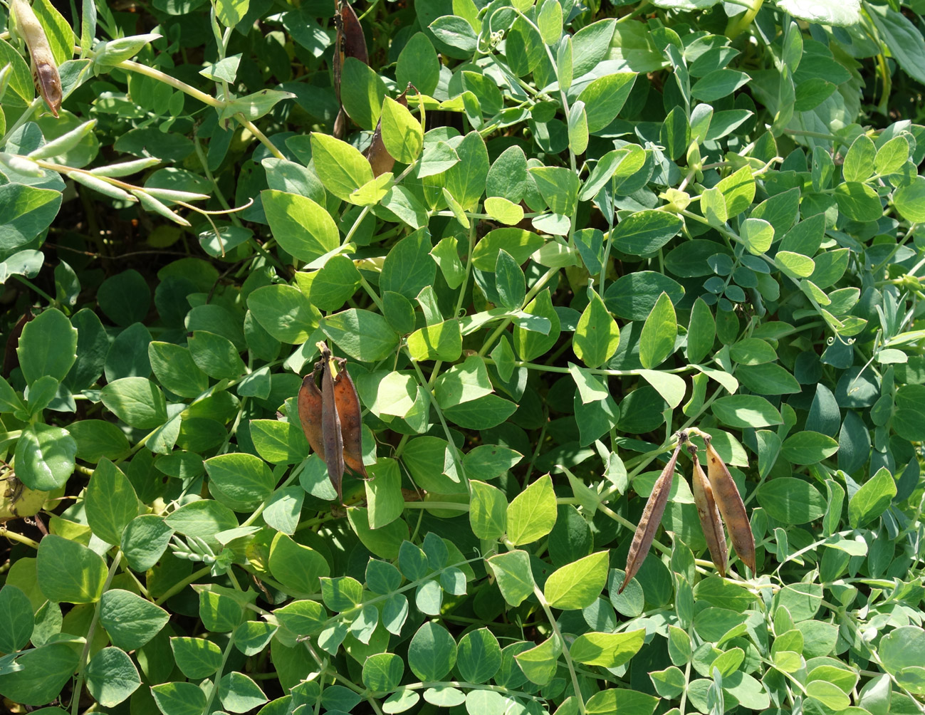 Изображение особи Lathyrus japonicus.