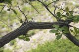Ulmus japonica