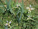 Iris sogdiana