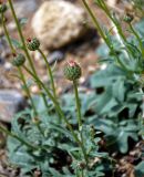 Klasea marginata. Верхушка побега с развивающимся соцветием. Алтай, Кош-Агачский р-н, долина р. Кызыл-Чин, ≈ 1700 м н.у.м., горная полупустыня. 12.06.2019.