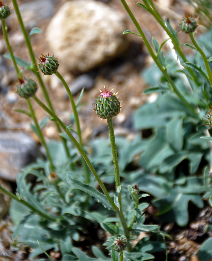 Image of Klasea marginata specimen.