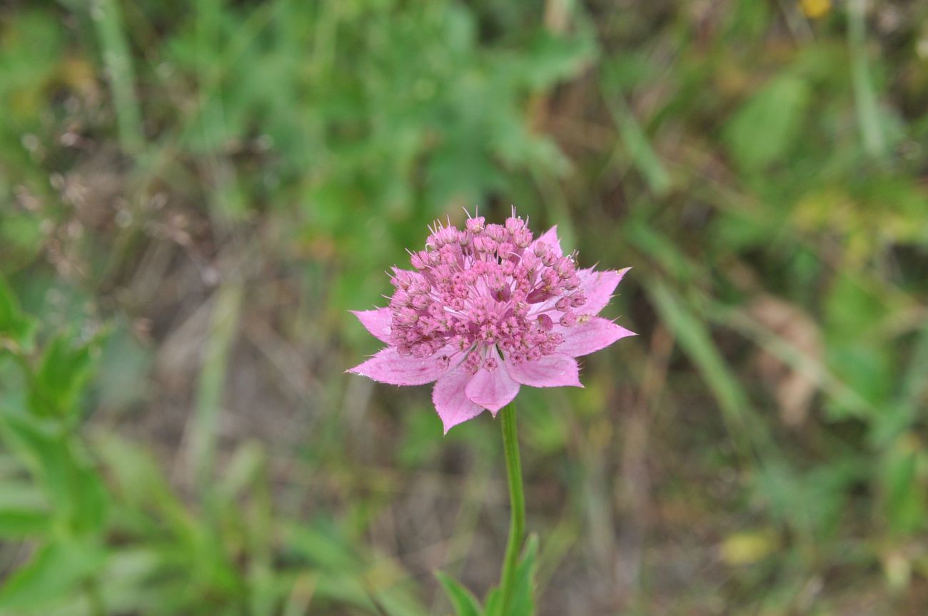 Image of Astrantia maxima specimen.