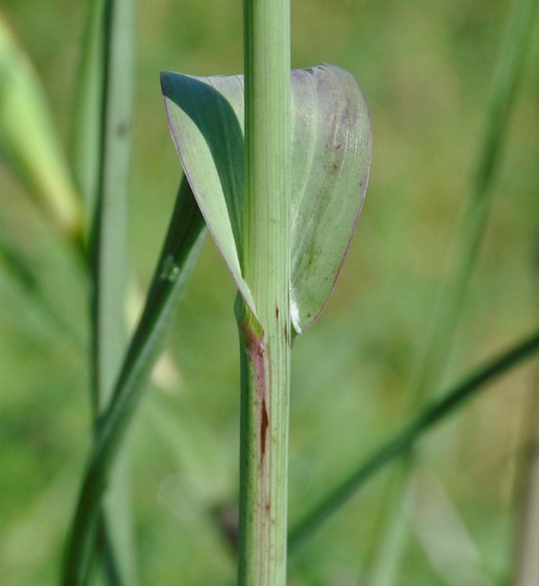 Изображение особи Tragopogon porrifolius ssp. longirostris.