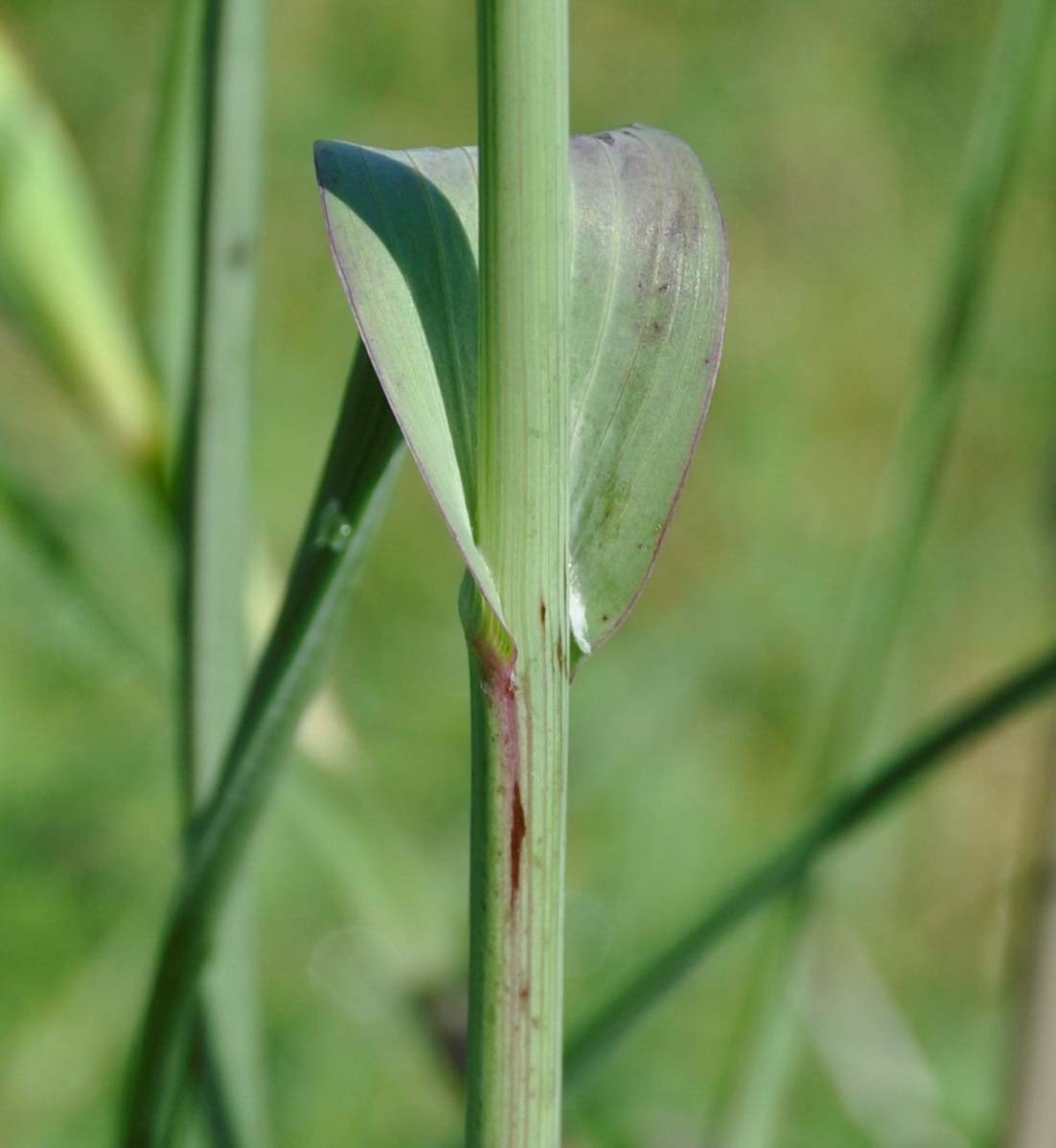 Изображение особи Tragopogon porrifolius ssp. longirostris.