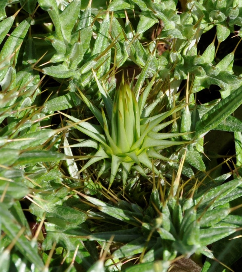 Image of Cynara cornigera specimen.