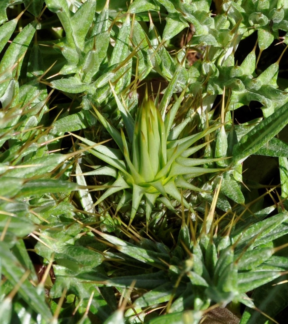 Изображение особи Cynara cornigera.