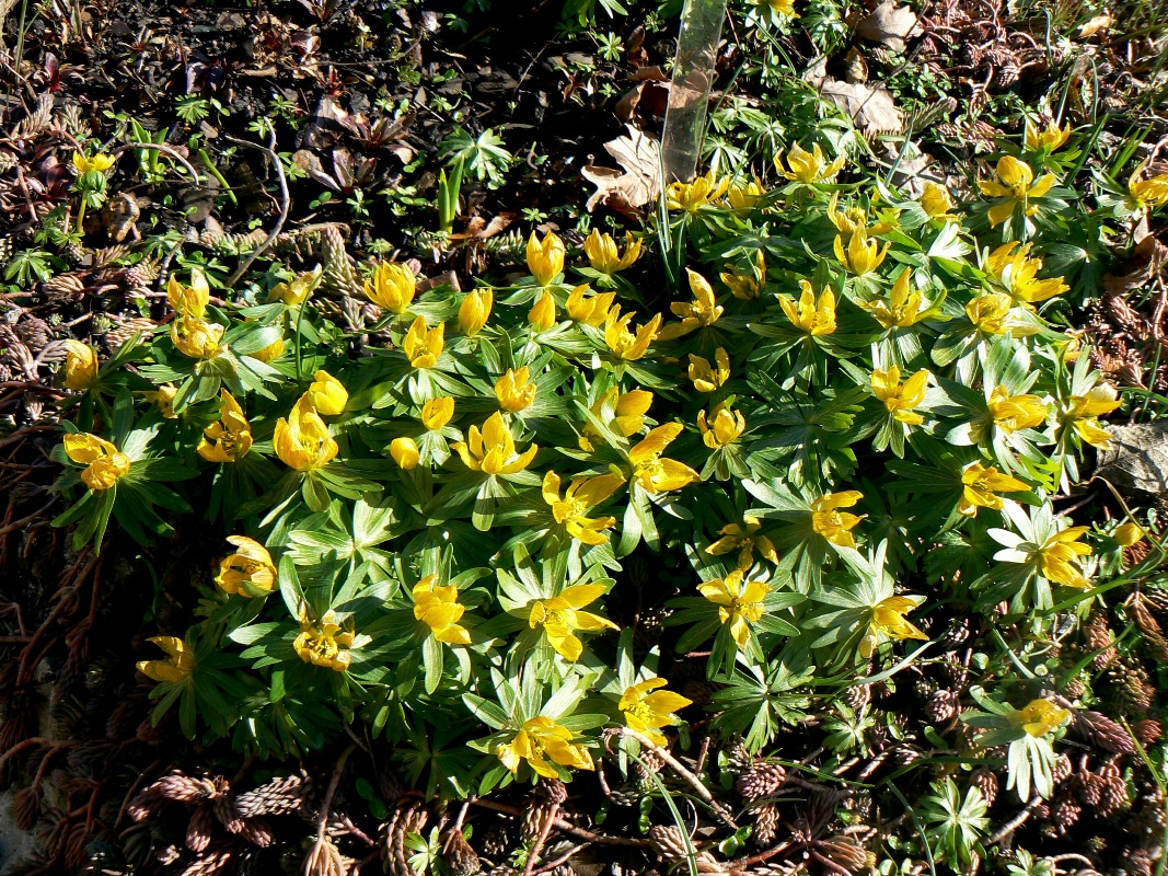 Image of Eranthis hyemalis specimen.