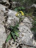 Steptorhamphus crassicaulis