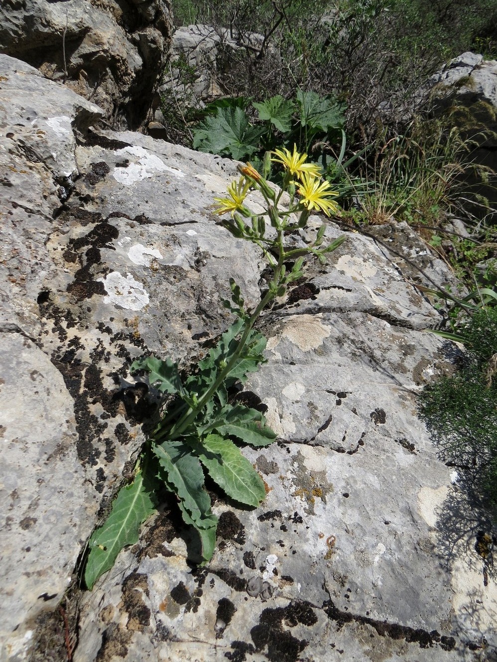 Изображение особи Steptorhamphus crassicaulis.