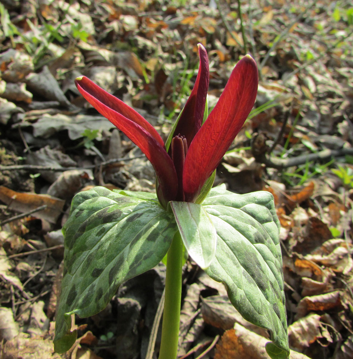 Изображение особи Trillium chloropetalum var. giganteum.