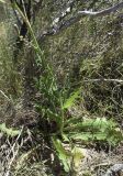 Lactuca perennis