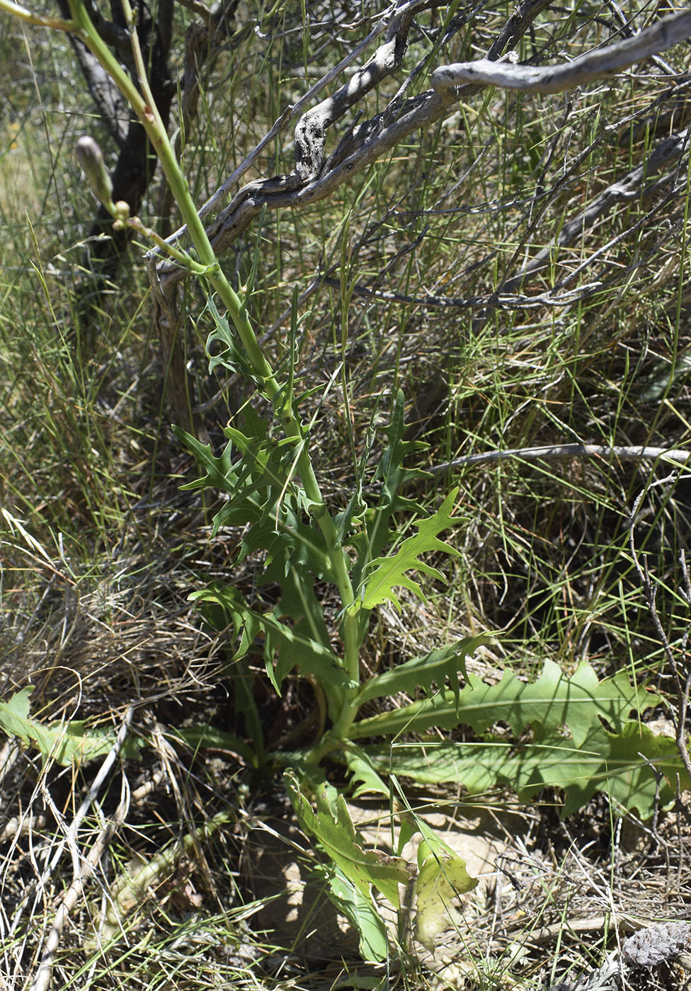 Изображение особи Lactuca perennis.