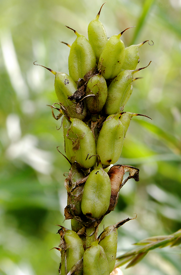 Изображение особи Astragalus uliginosus.