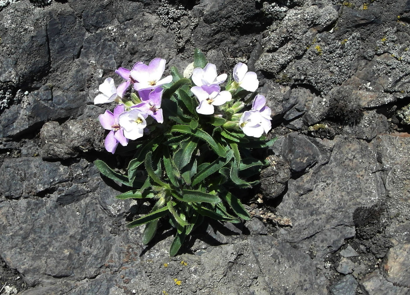 Image of Clausia aprica specimen.