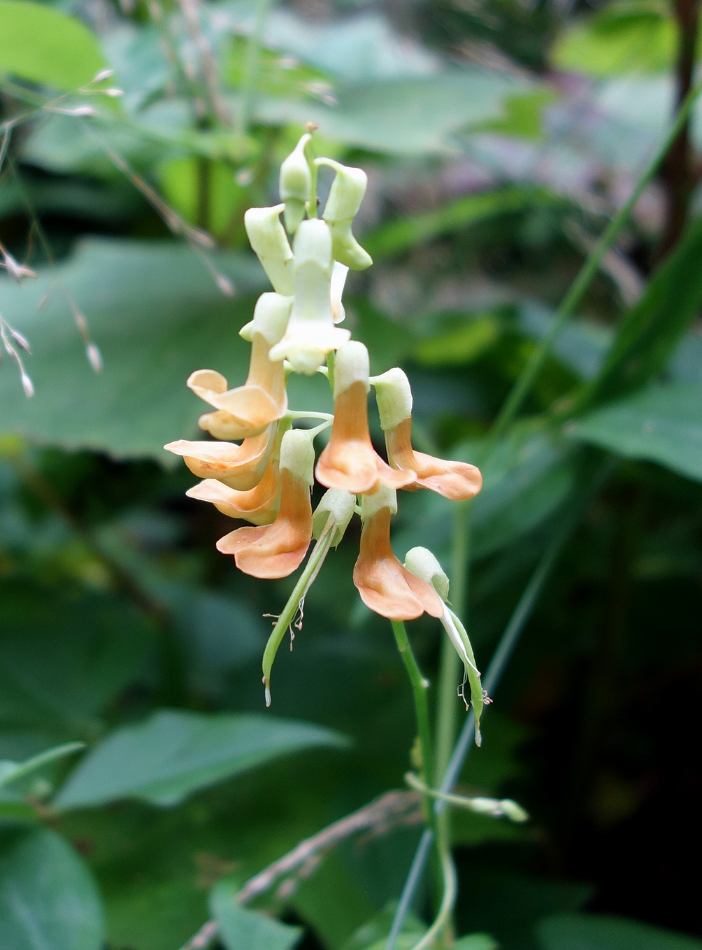 Изображение особи Lathyrus davidii.