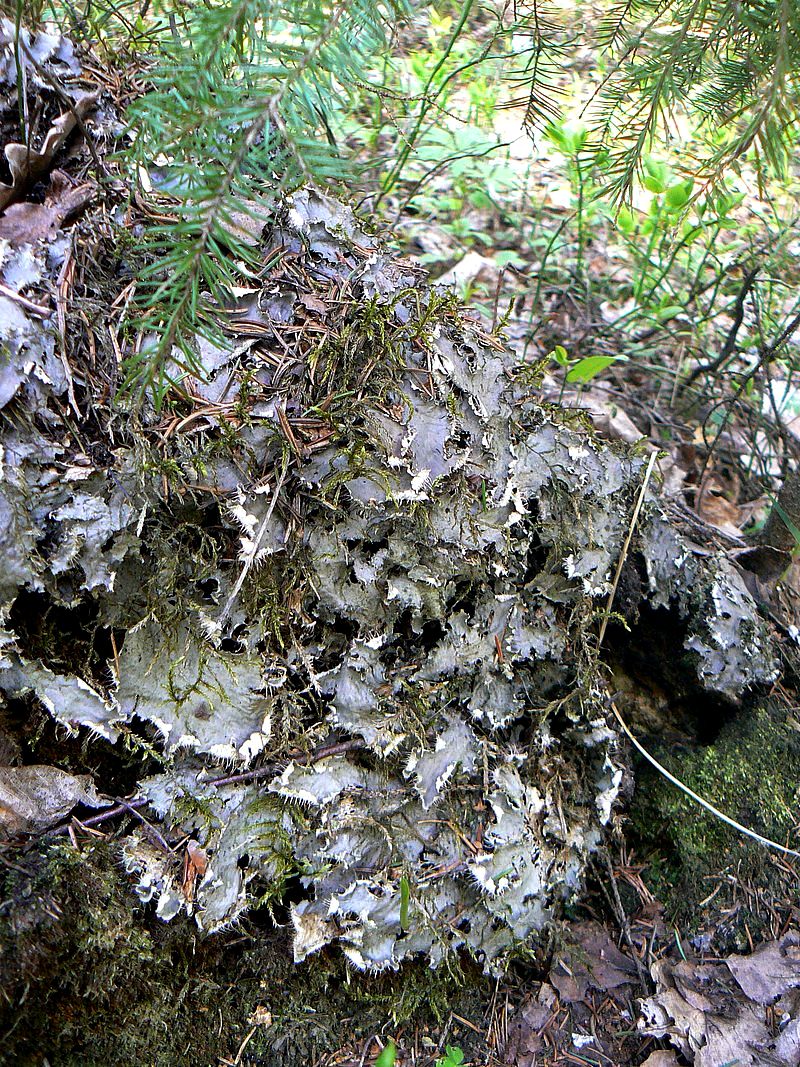 Image of Peltigera canina specimen.