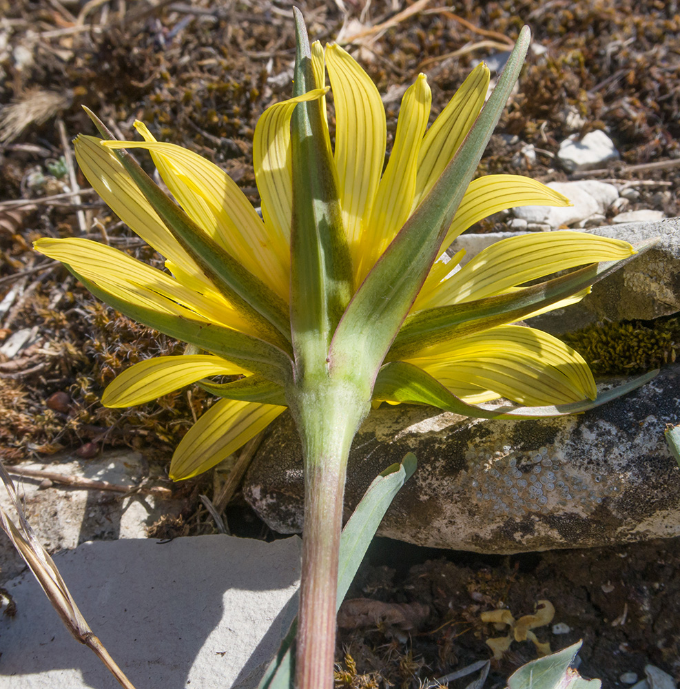 Изображение особи род Tragopogon.