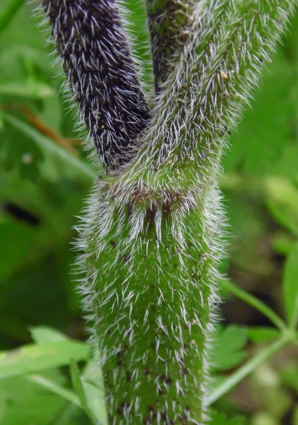 Image of Chaerophyllum temulum specimen.