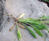 Crepis pulchra