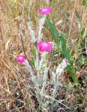 Lychnis coronaria