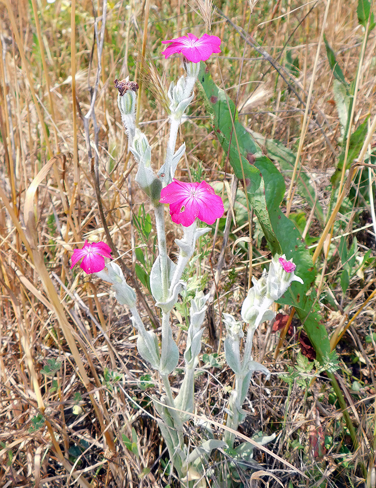 Image of Lychnis coronaria specimen.