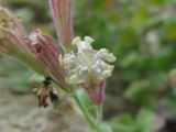 Silene pygmaea