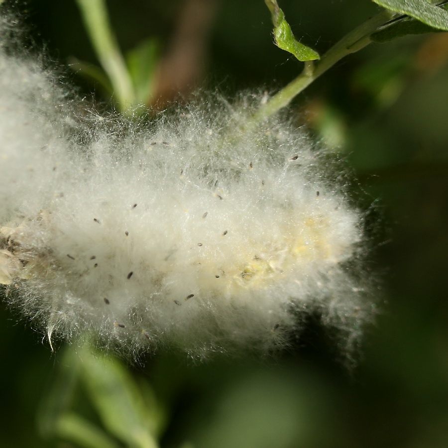 Image of Salix viminalis specimen.