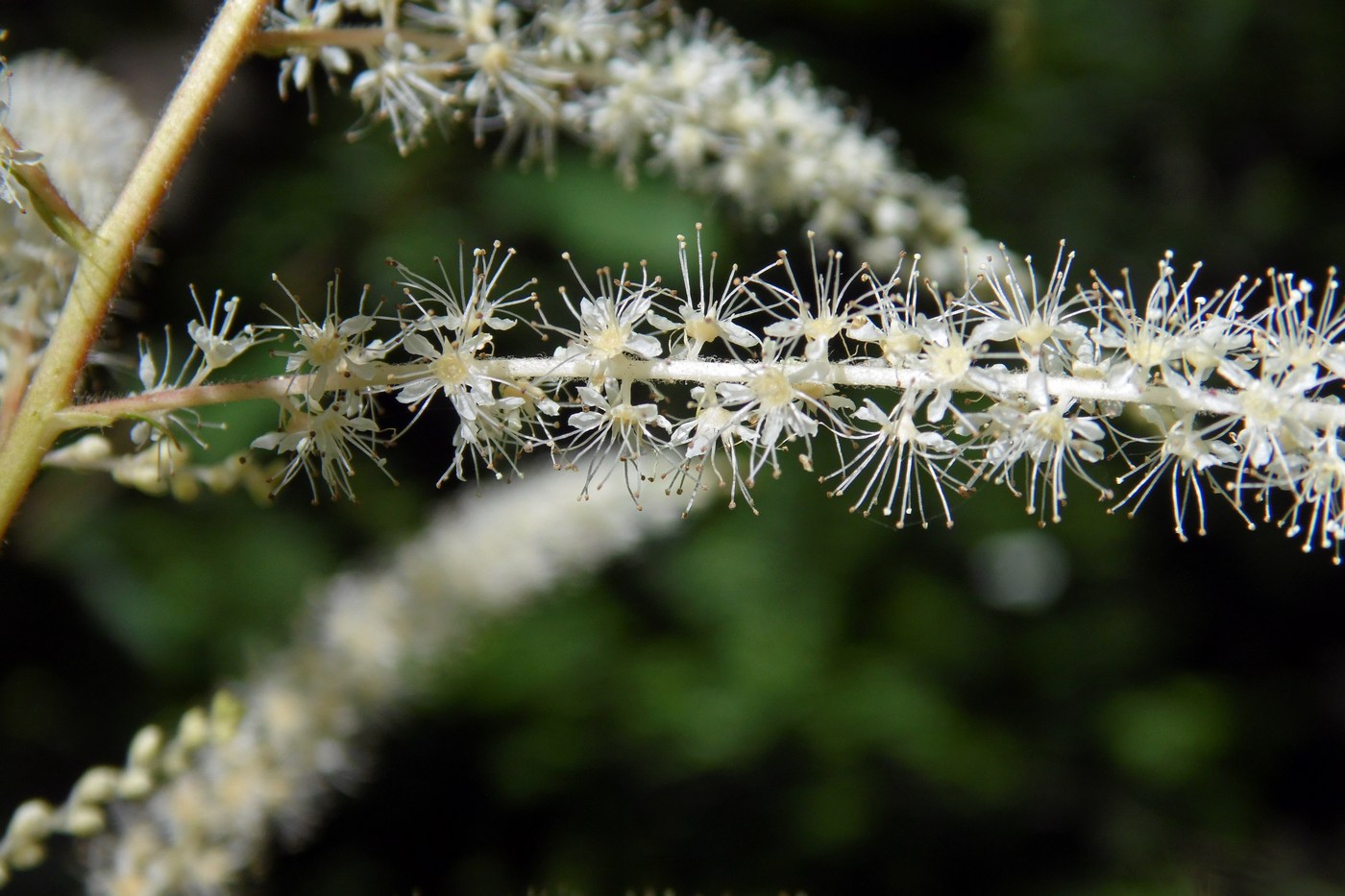 Изображение особи Aruncus sylvestris.