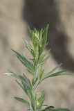 Artemisia vulgaris