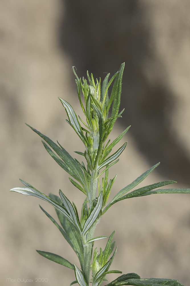 Image of Artemisia vulgaris specimen.
