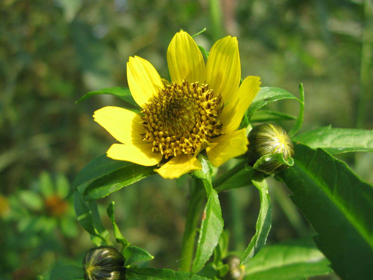 Image of Bidens cernua var. radiata specimen.