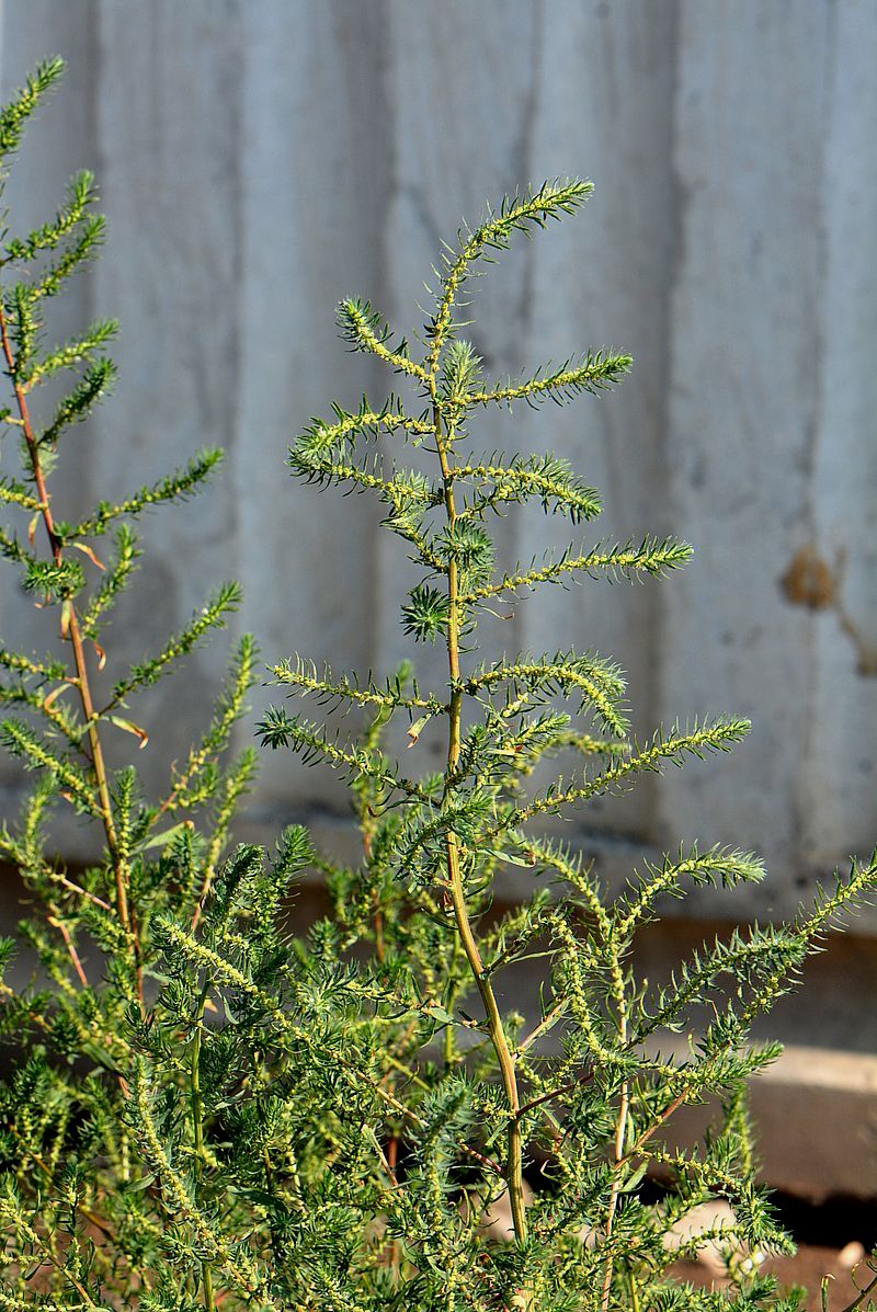 Image of Bassia scoparia specimen.