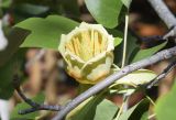 Liriodendron tulipifera. Часть веточки с цветком. Испания, автономное сообщество Каталония, провинция Жирона, комарка Баш-Эмпорда, муниципалитет Палафружель, ботанический сад \"Кап-Роч\". 13.05.2019.