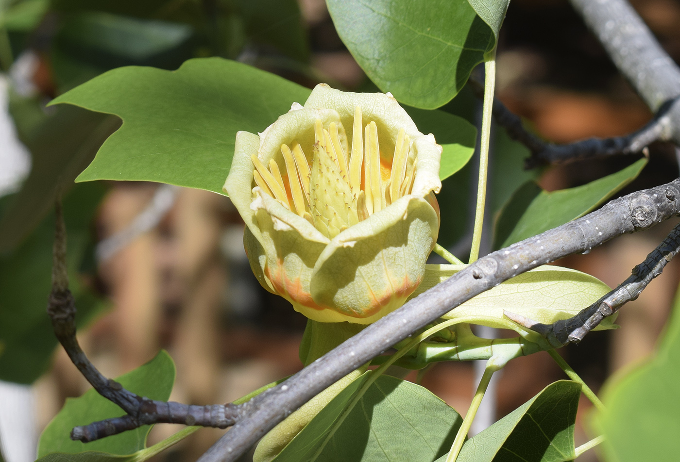 Изображение особи Liriodendron tulipifera.