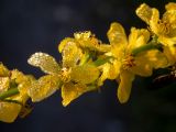 Agrimonia eupatoria