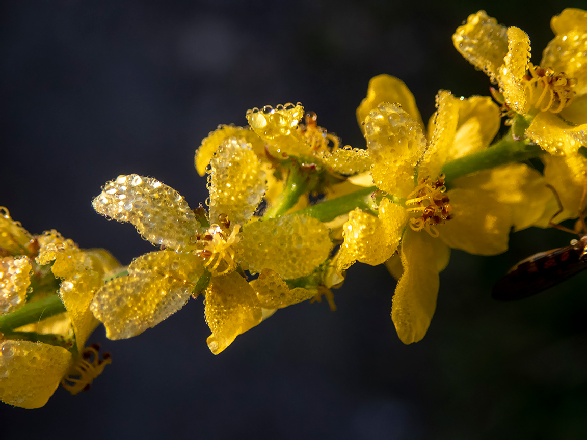 Image of Agrimonia eupatoria specimen.