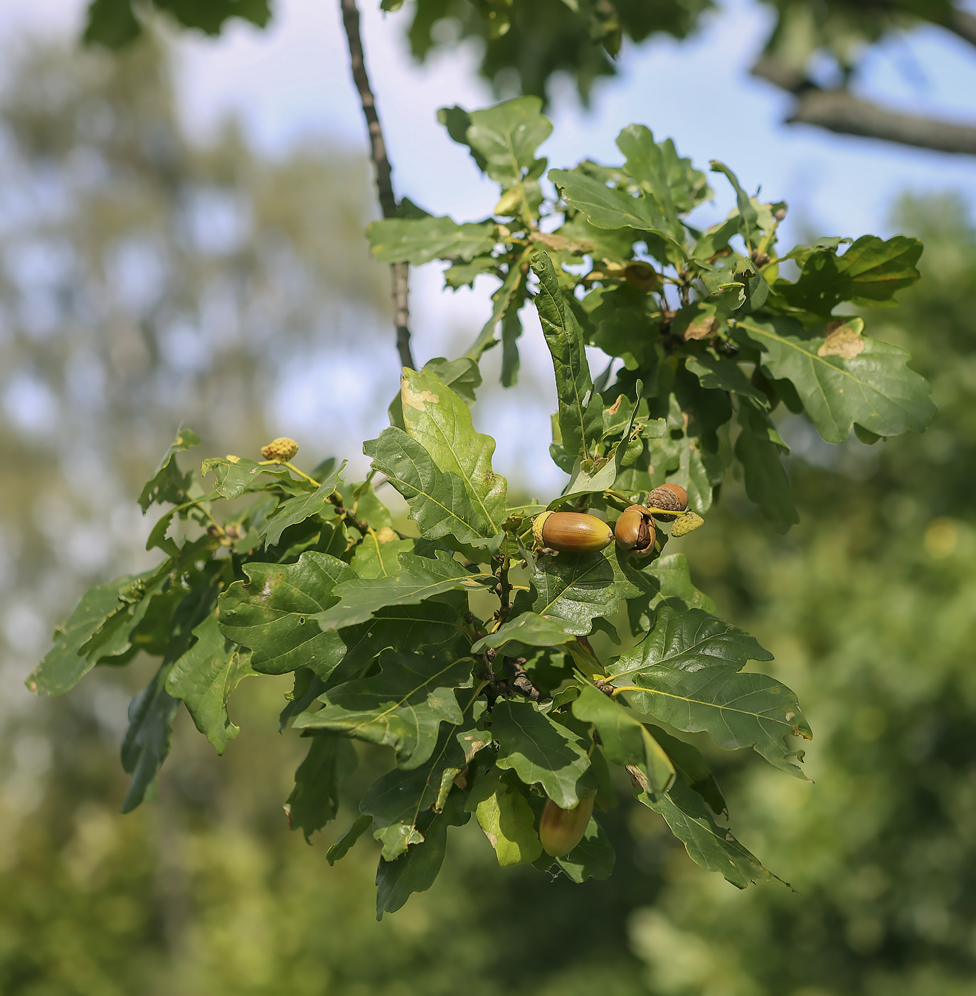 Image of Quercus robur specimen.