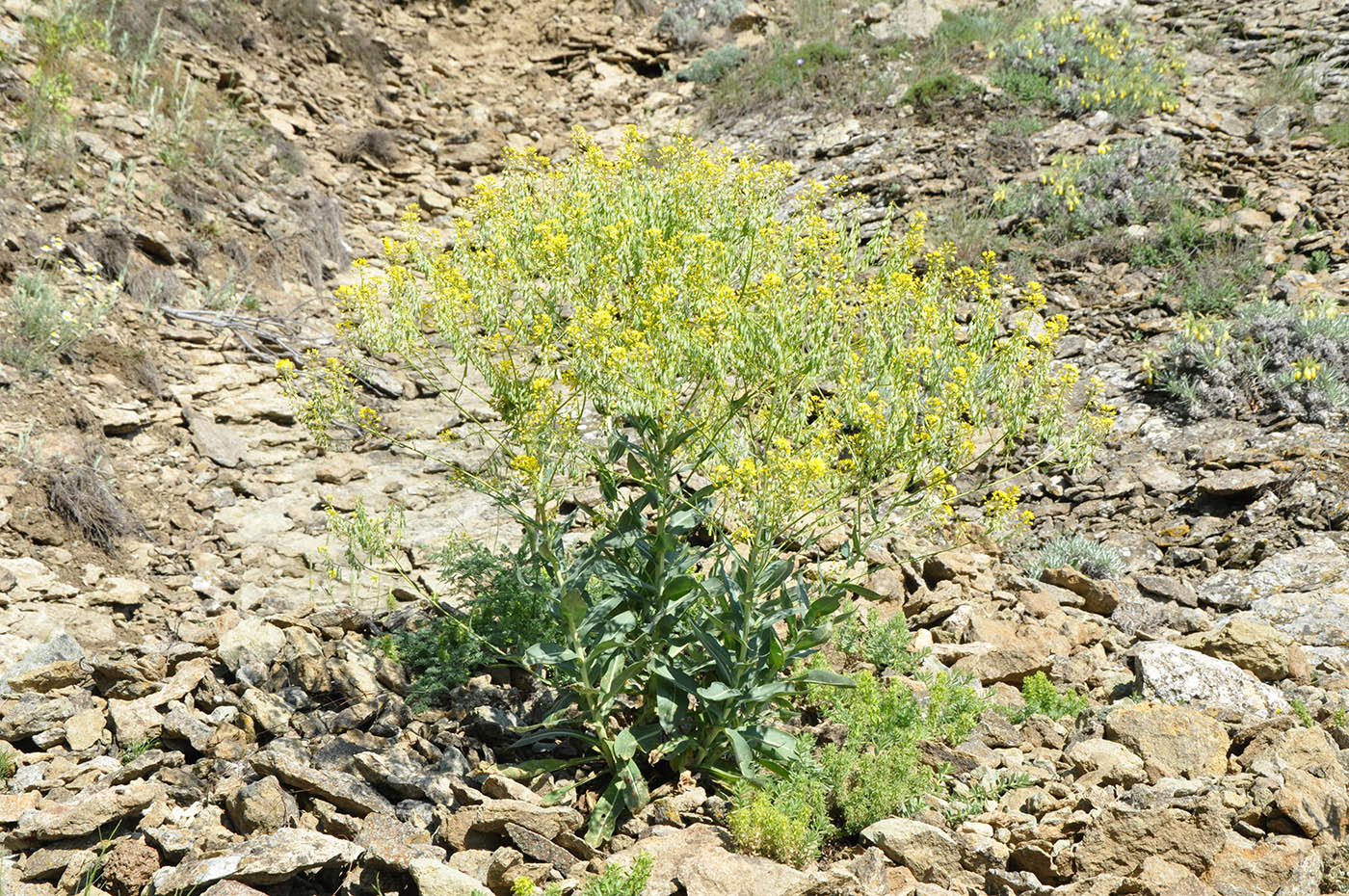 Image of genus Isatis specimen.