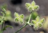 Turgenia latifolia. Элементарные соплодия. Саратовская обл., Хвалынский р-н, окр. пос. Алексеевка, частично задернованный крутой склон холма. 18.06.2019.