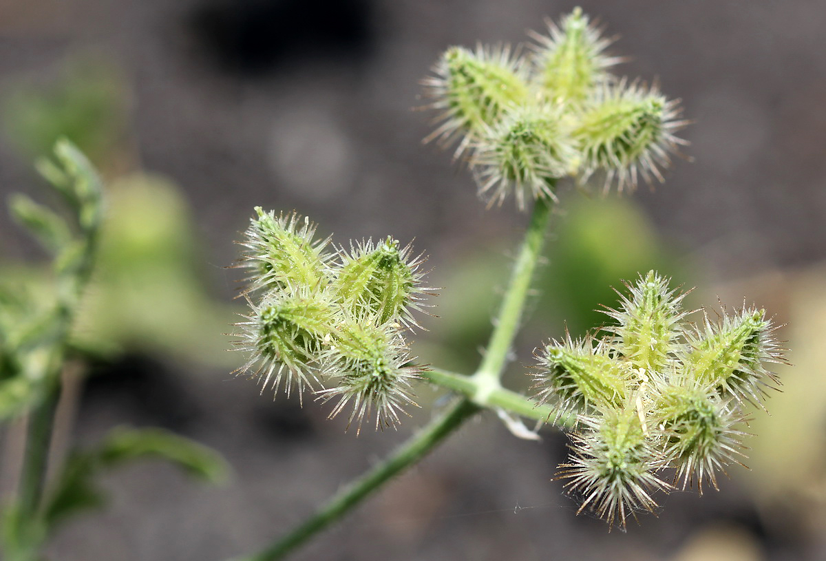 Image of Turgenia latifolia specimen.