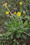 Taraxacum alatum
