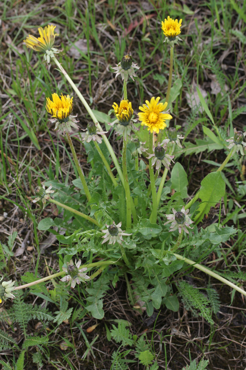 Изображение особи Taraxacum alatum.