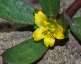 Portulaca oleracea