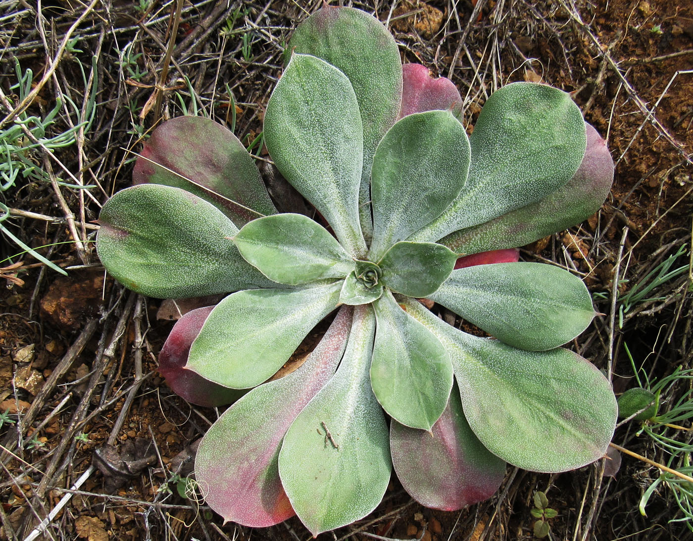 Изображение особи Goniolimon speciosum.