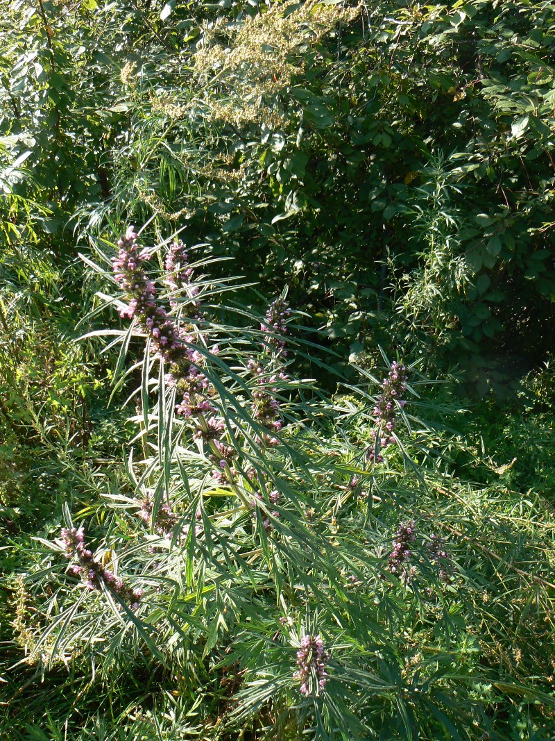 Image of Leonurus japonicus specimen.